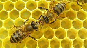 Instinct vs. Intelligence | Bee Culture