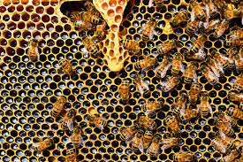 Top 5 Must-Watch Honeybee and Beekeeping Documentaries