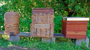 Types Of Beehives | Most Popular Types Of Beehives