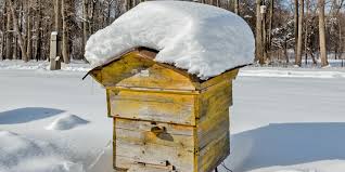 3 Fascinating Facts How Honey Bees Survive Winter!