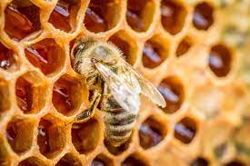 What do Bees Need in the Winter? | Kellogg Garden Organics™