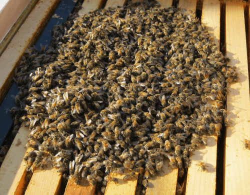 What happens to honeybees in the winter? — Buddha Bee Apiary