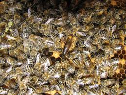 Apis mellifera carnica (Carniolan Honey Bee) - Image | BioLib.cz