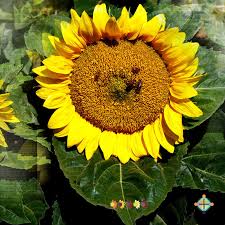 Sunflower Seeds - FleuroSun Compacts - Compact Landscape – Copsley  Ornamentals