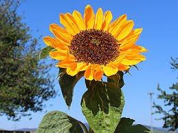 Sunflowers: blumen baer GmbH