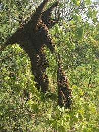 Swarming & Swarm Management – Long Island Beekeepers Club