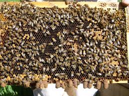swarming Archives - Scientific Beekeeping