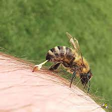 Why Do Bees Sting? - Carolina Honeybees