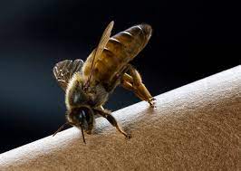File:Queen Bee Alone.jpg - Wikimedia Commons