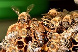 Do clipped wings prevent swarming? Not often - Honey Bee Suite