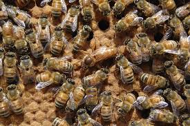 HD wallpaper: close-up photography of honeybees on honeybomb, Queen Bee,  Beehive | Wallpaper Flare