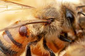 Tweaking honey bee bacteria to fight colony collapse disorder | Research |  Chemistry World