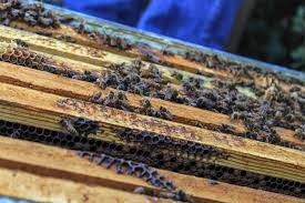 WHY BEES ARE DYING — Planet Bee Foundation