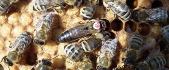 The Carniolan Honey Bee. Characteristics and recommendations • ApiExpert