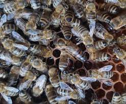 Apis Carnica Bees - Carniolan Queen Bees and Package Bees | Apis Carnica  Bees Slovenia