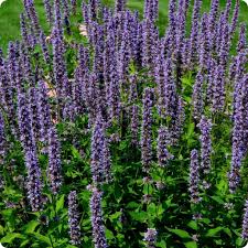 Anise Hyssop - Heirloom Untreated NON-GMO From Canada