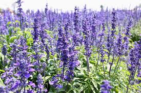 How to Grow and Use Hyssop | Gardener's Path