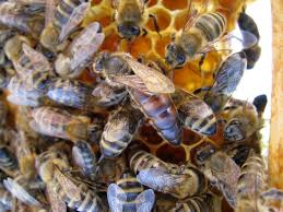 Authentic Apis mellifera carnica - breeding station Medokošt, Slovenija |  Sentjur