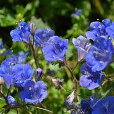 Californian Bluebell Phacelia campanularia Blue Appx 3,400 Seeds Great For  Bees | eBay