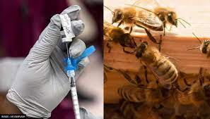 Honeybee vaccine: United States has approved world's first vaccine for  honeybees | US News