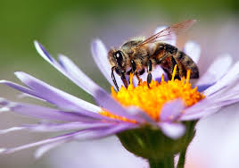 US Approves World's First Vaccine for Declining Honey Bees