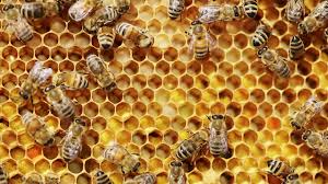 In a breakthrough, US approves world's first vaccine for honeybees