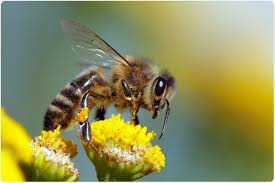 Novel vaccine against bee sting allergy successfully tested