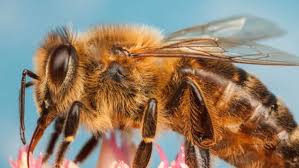 Beekeeping Schools | British Beekeepers Association