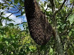 Guide to Bee Swarming - Everything You Should Know - Bees4life