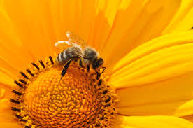 Bees deal with darkness the same way humans do | Popular Science