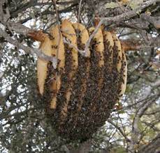 Sun Hive - Natural Beekeeping Trust