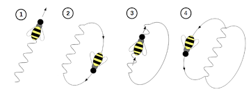 How does the waggle dance work? Do bees detect where, and how fast the Sun  is moving related to their distance to the hive? - Quora