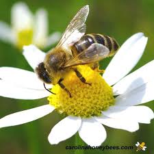 Honey Bee Dance :Why Bees Waggle? - Carolina Honeybees