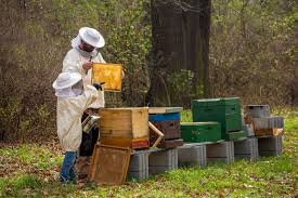 An Introduction to Backyard Beekeeping - BeeKeepClub