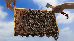 Australia's backyard beekeeping craze - ABC Radio National