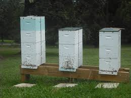 Backyard Beekeeping for Aussies | The Ultimate Beeginner's Guide.