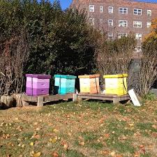 Backyard Beekeeping Basics: Setting up, Bringing Bees Home, and