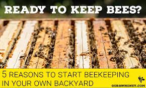5 Reasons To Start Backyard Beekeeping - Go Raw Honey